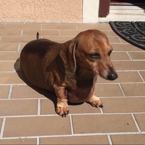 Meet your Posher, Shai